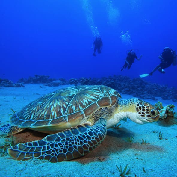 Buceo en Huatulco
